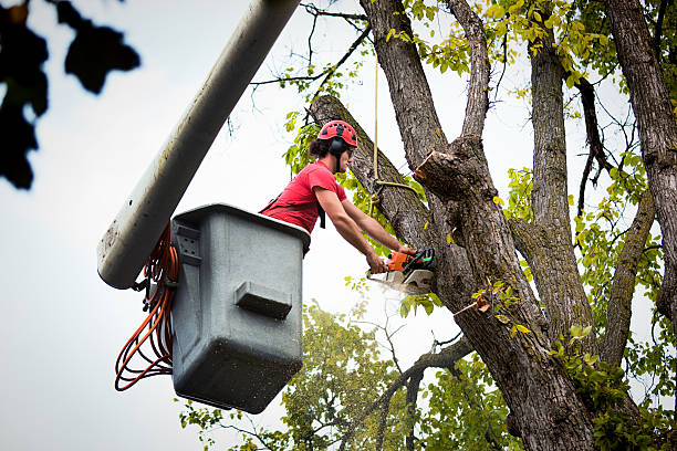 Best Tree Root Removal  in Silver Summit, UT